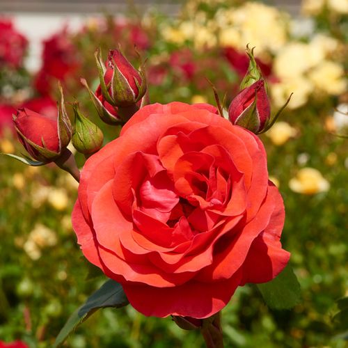 Climber, futó rózsa - Rózsa - Jive ™ - Online rózsa rendelés